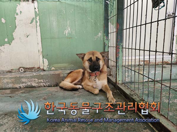 믹스견 이미지 파일 입니다.